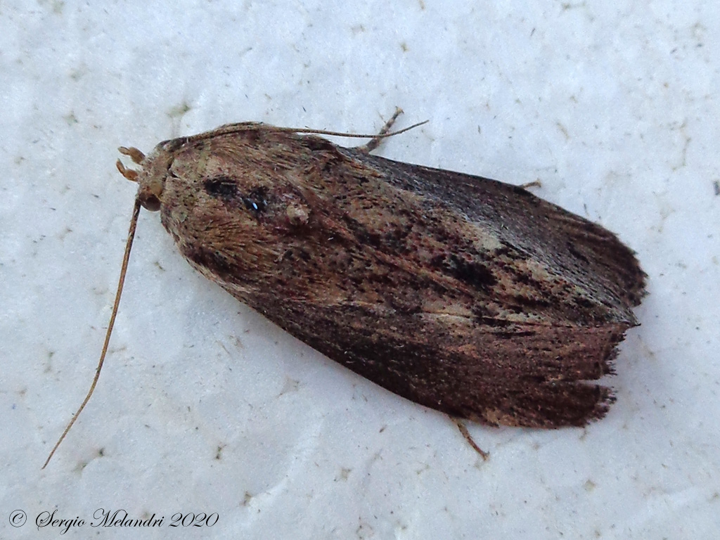 Galleria mellonella - Pyralidae Galleriinae